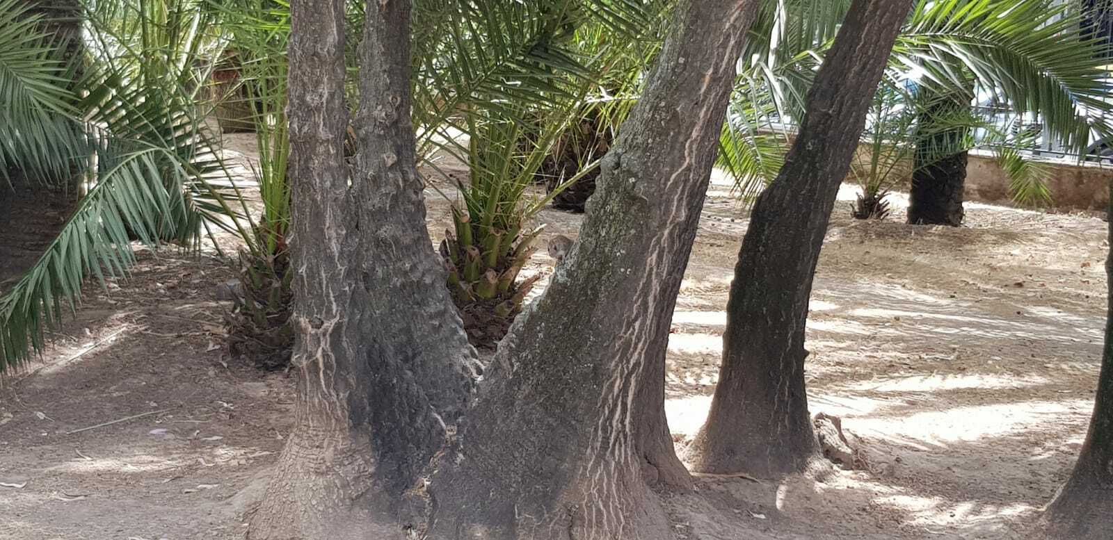 Una roedor en los Jardines de Colón.