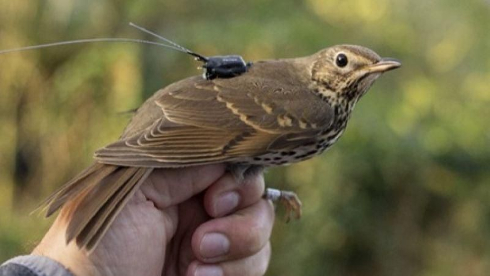 Un zorzal con un dispositivo GPS.