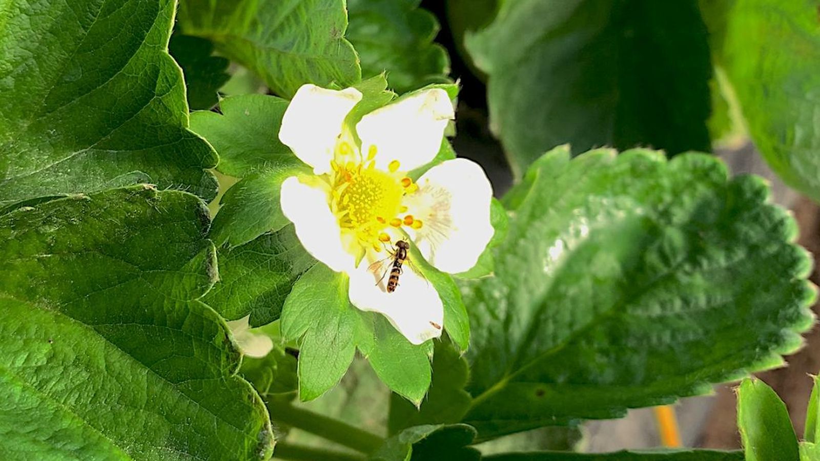 Polinización en el cultivo de fresas. Polinización en el cultivo de fresas.