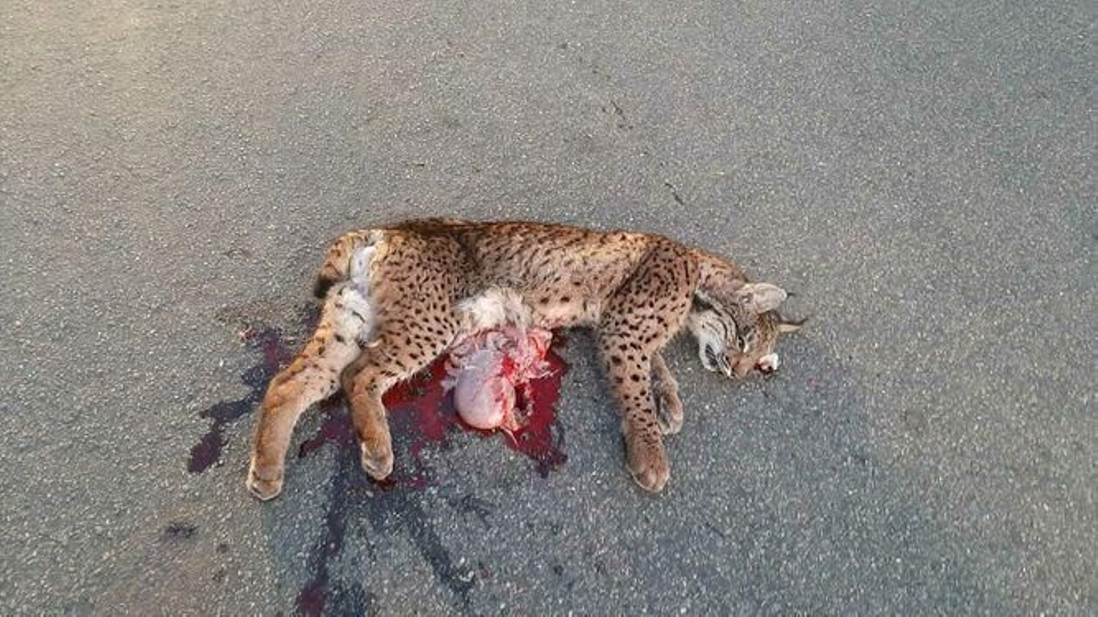 Lince atropellado el pasado mes de enero en Huelva.