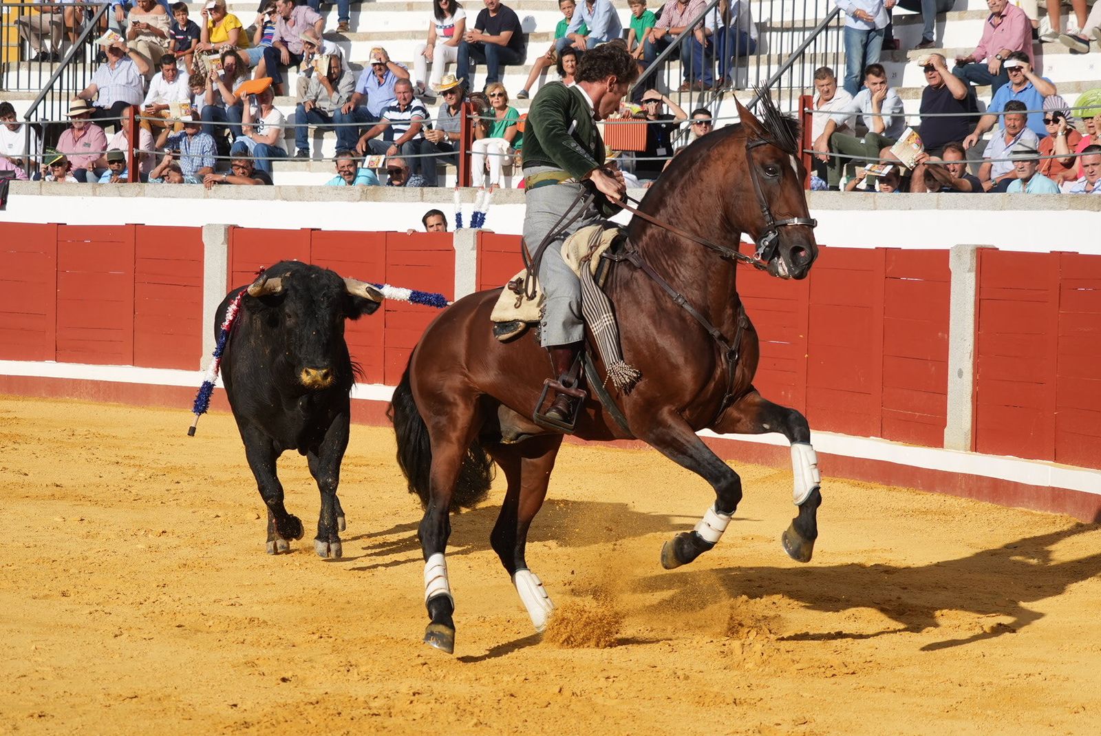 El triunfo del rejoneador Guillermo Hermoso de Mendoza en Pozoblanco, en imágenes