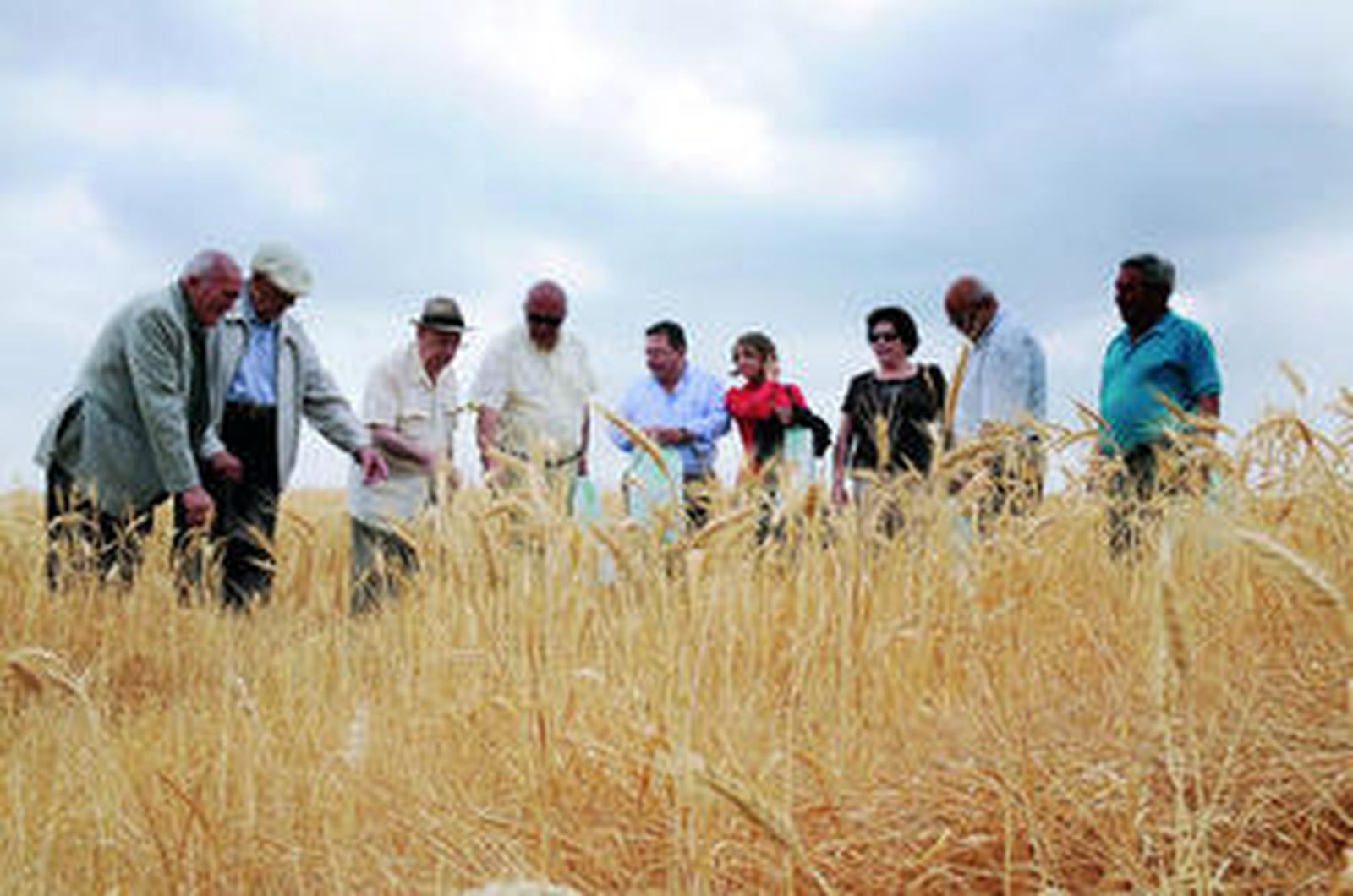 Visita a los campos de ensayo de cereales en la finca Tomejil, en Carmona.