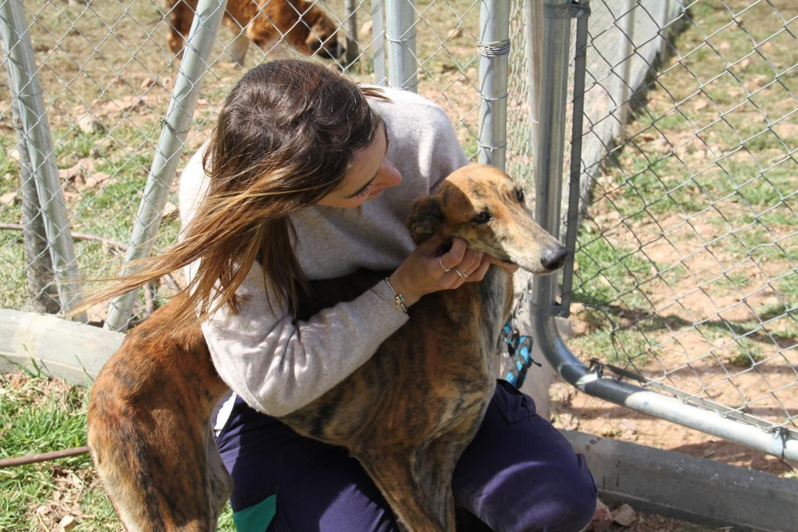 Estos son algunos de los perros que puedes adoptar en el refugio provincial de Huelva. Estos son algunos de los perros que puedes adoptar en el refugio provincial de Huelva.