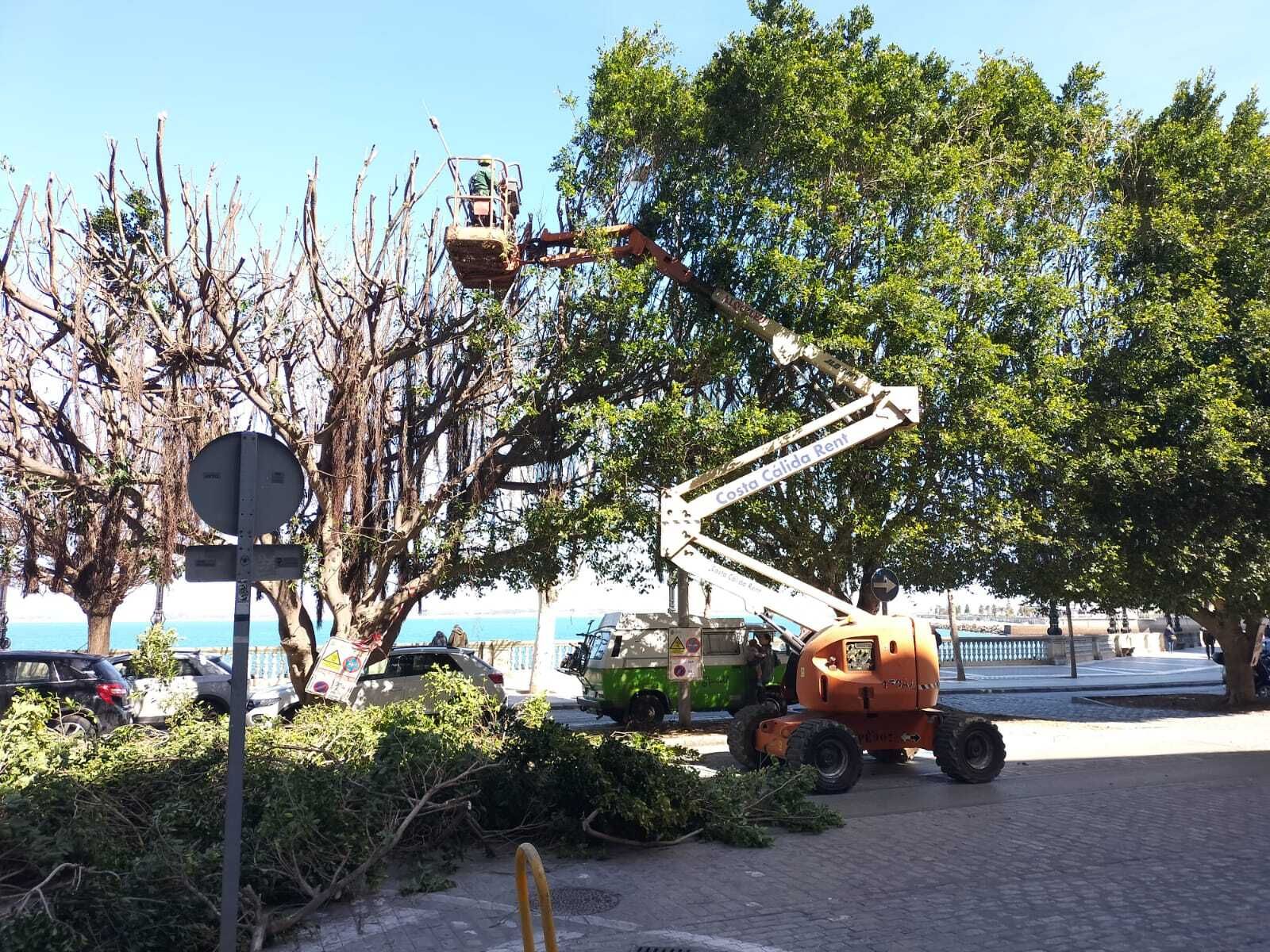 A la izquierda, estado en el que han quedado los ficus de la Alameda en relación como estaban antes.