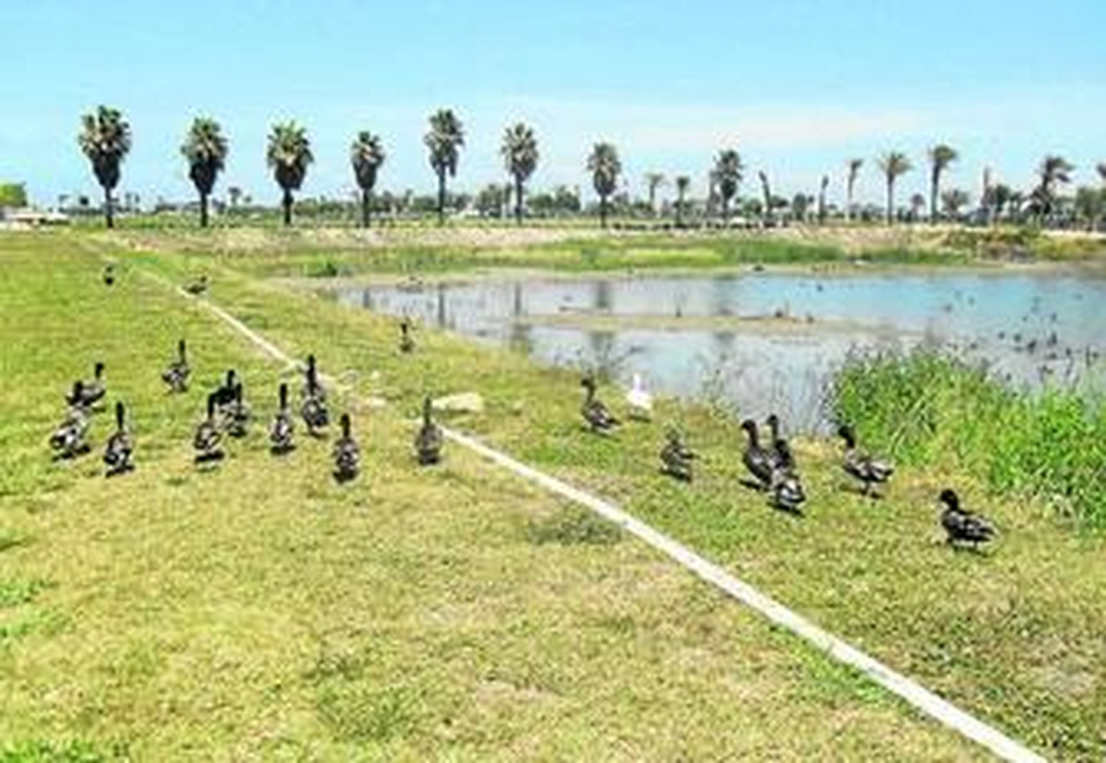 Imagen de ayer, con un grupo de patos alrededor de una laguna semi vacía de Costa Ballena.