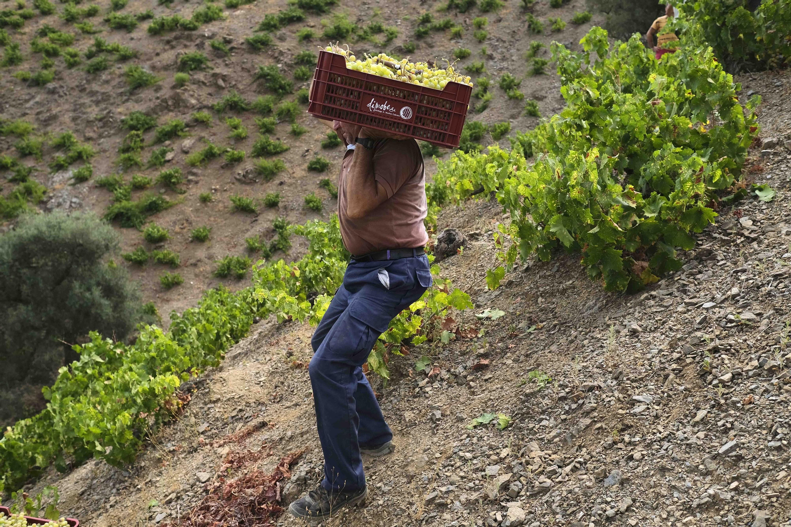La vendimia de la Axarquía, en fotos