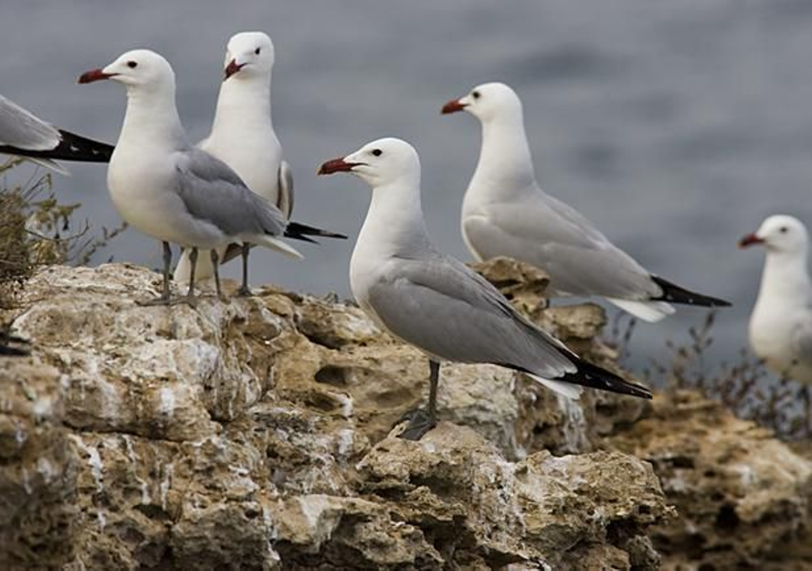 La gaviota de Adouin es endémica del Mediterráneo.