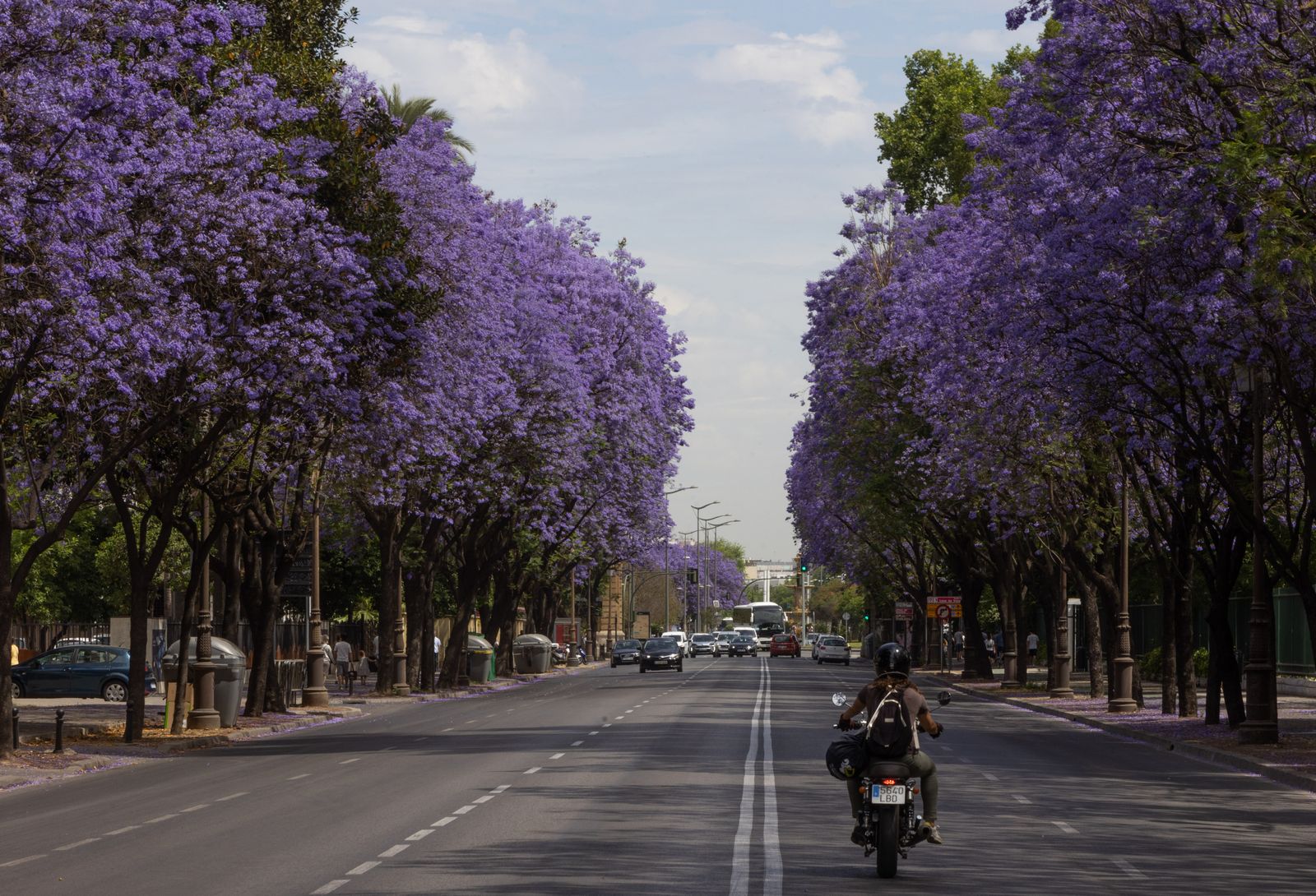 Las jacarandas vuelven a teñir de morado Sevilla