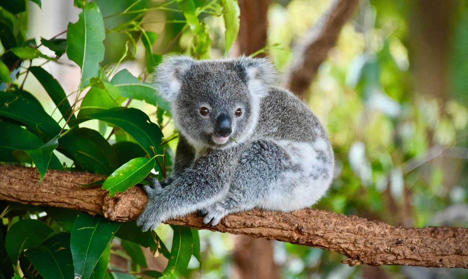 La población de koalas se redujo en un 30 por ciento desde 2018