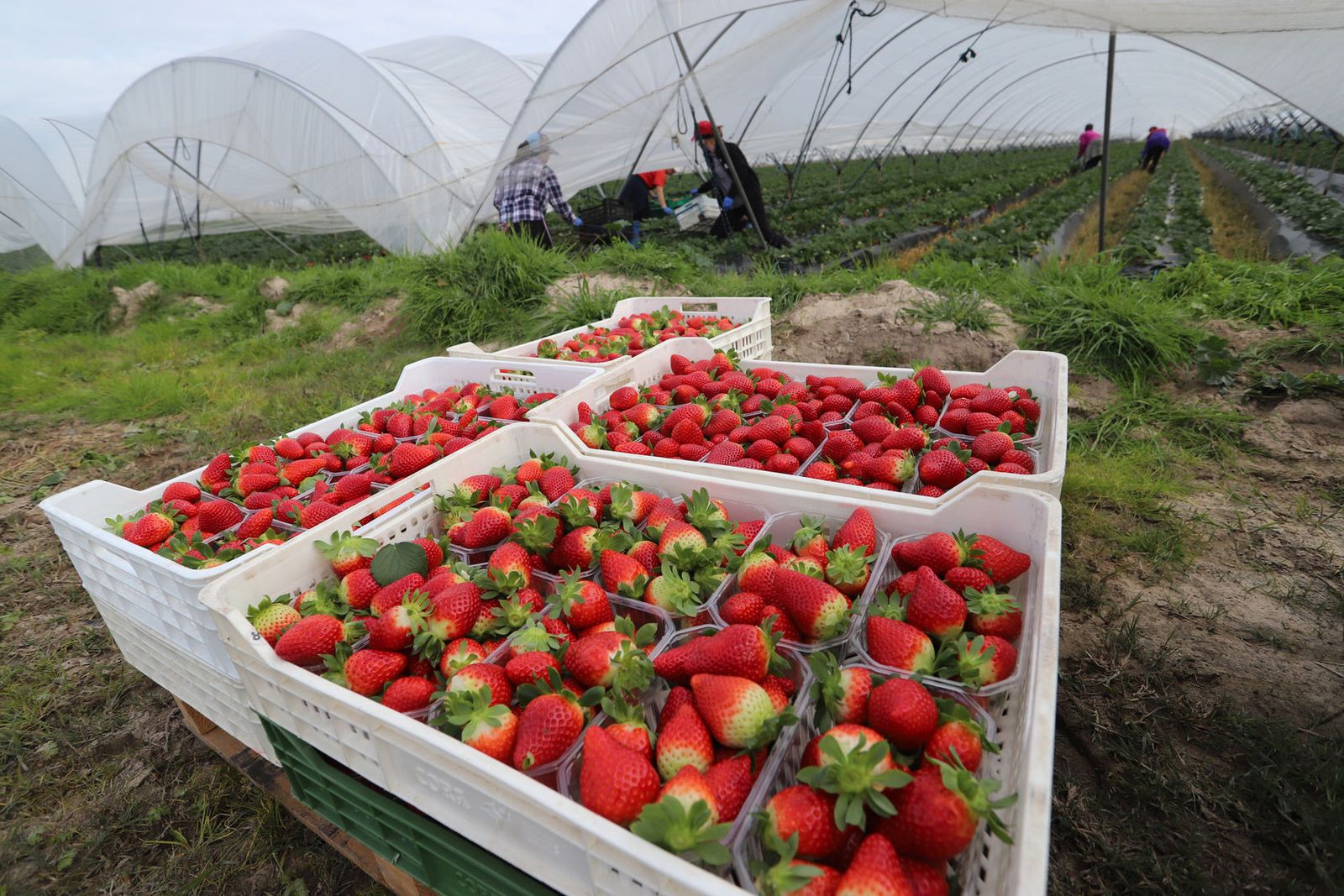 Recolección de fresas.