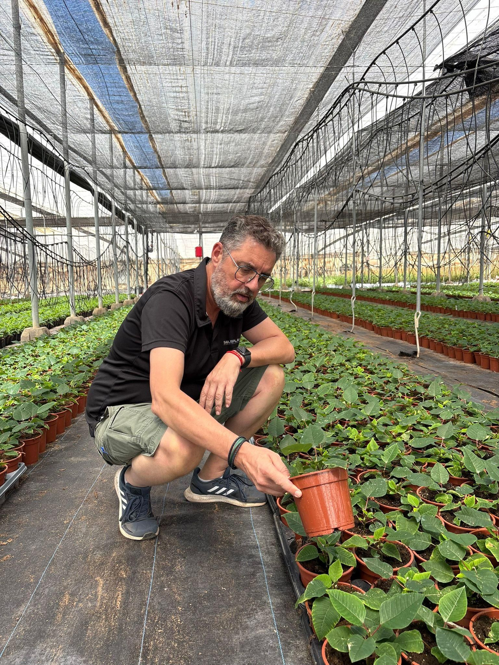 Jordi Solís observa el estado de las flores de pascua que ya acumula en sus invernaderos.