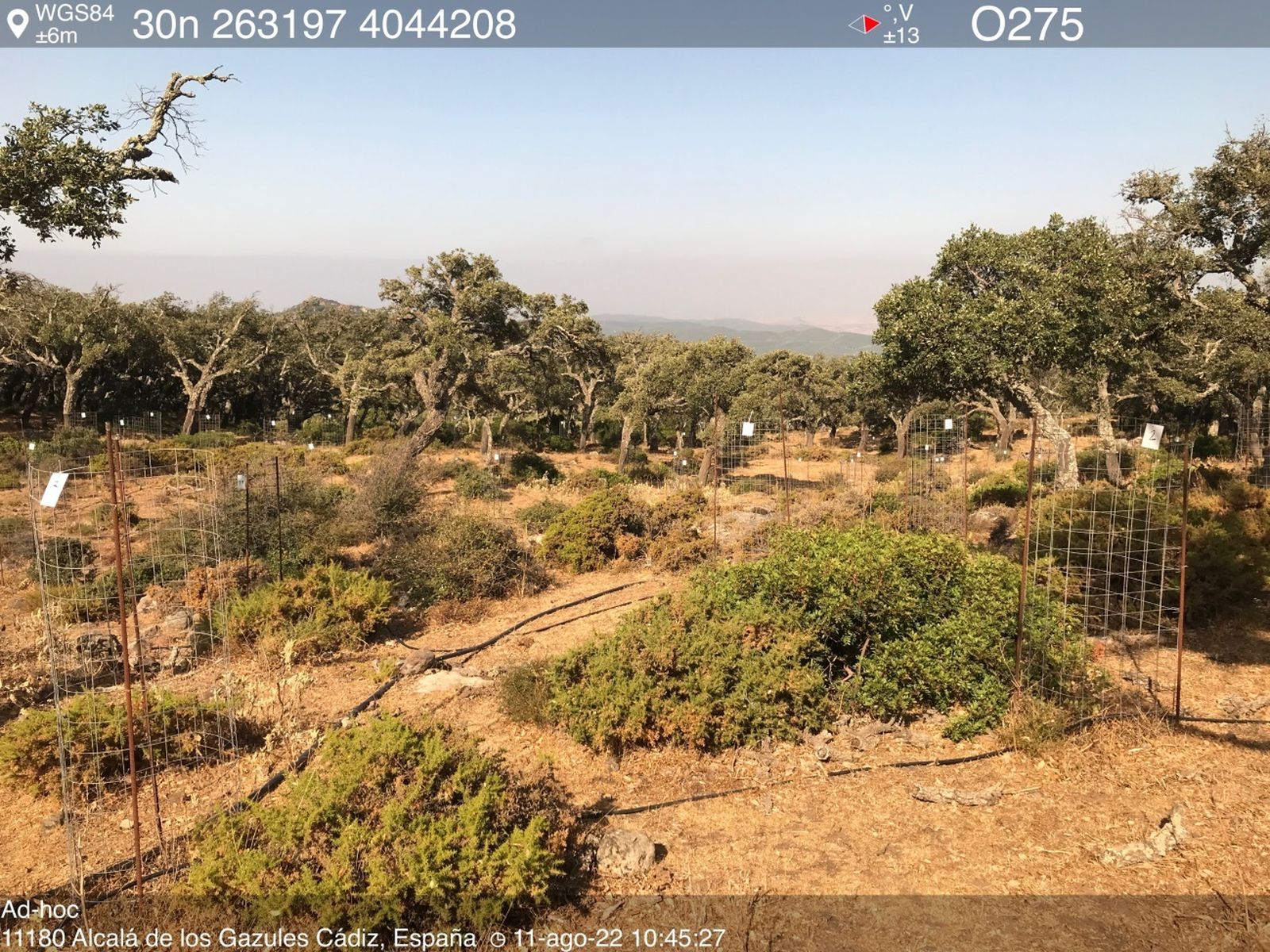 Asaja Cádiz yDiputación, unidos en los proyectos  de  i+d para seleccionar alcornoques tolerantes a la seca