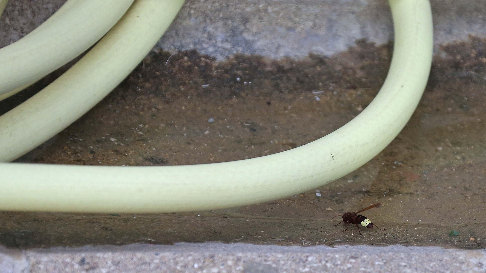Las mejores fotos del Algeciras - Ceuta de pretemporada