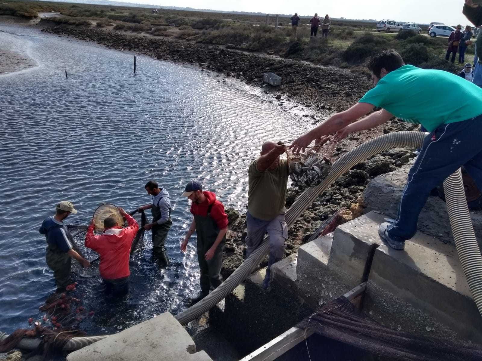 Pescadores sacando algunos ejemplares del estero.