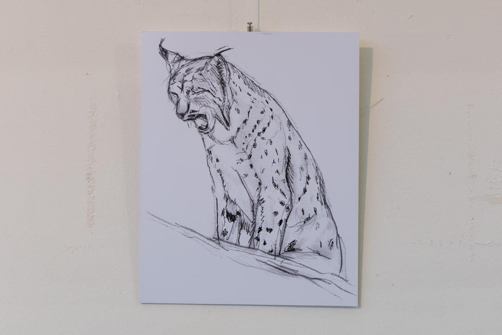 Exposición Los pinceles del lince ibérico, en imágenes