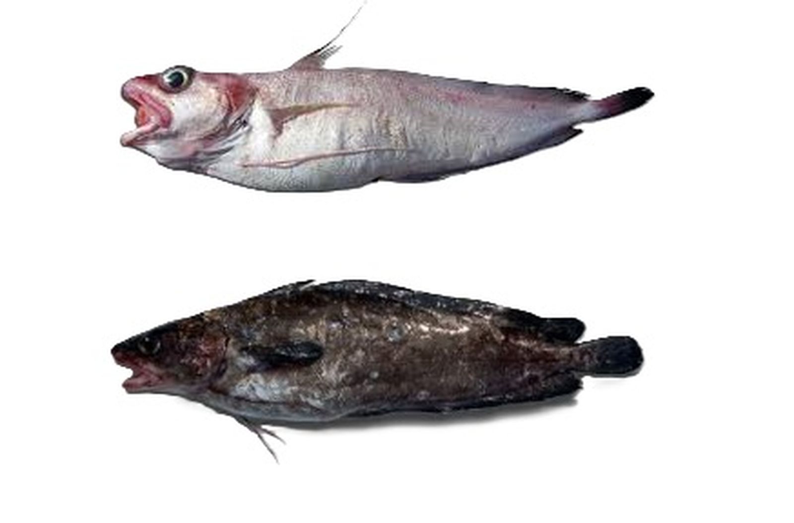 Arriba: brótola de fango; abajo: brótola de roca.