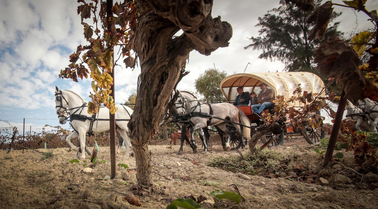 Búscate en la III Ruta Viñas de Jerez de Enganches