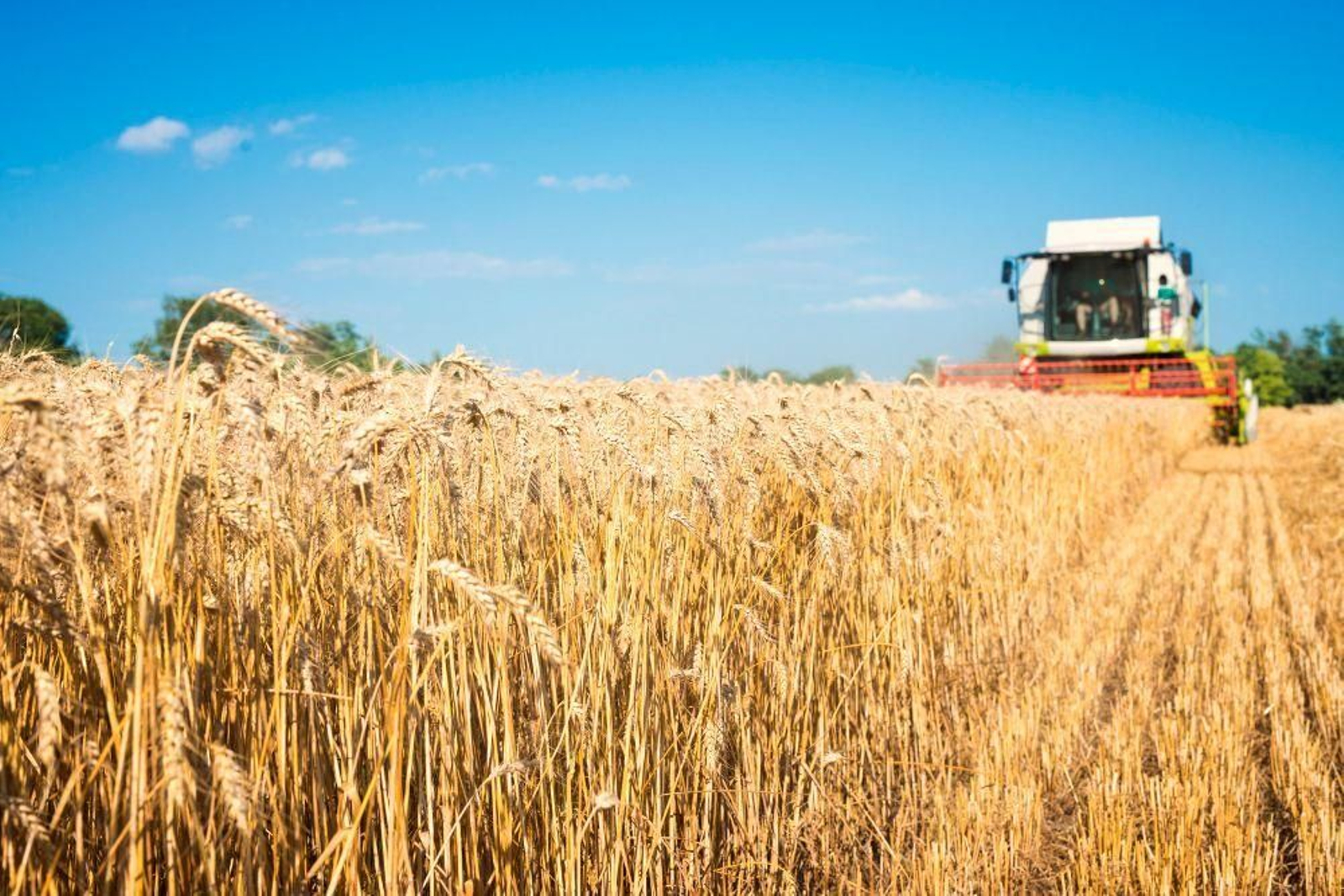 La innovación y las mejoras genéticas se convierten en ejes básicos de la financiación para reconvertir el sector agroalimentario ante la sequía La innovación y las mejoras genéticas se convierten en ejes básicos de la financiación para reconvertir el sector agroalimentario ante la sequía