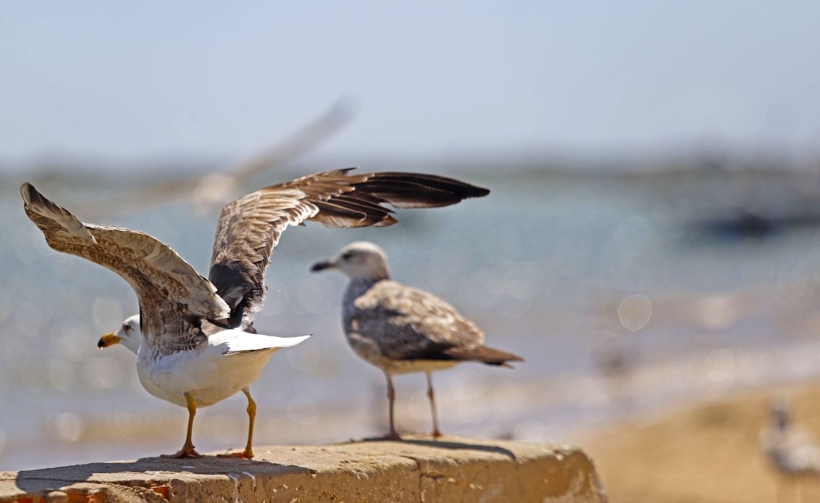 Un paraíso sin masificar en Huelva: Dunas vírgenes, dos faros y casas blancas frente al Atlántico