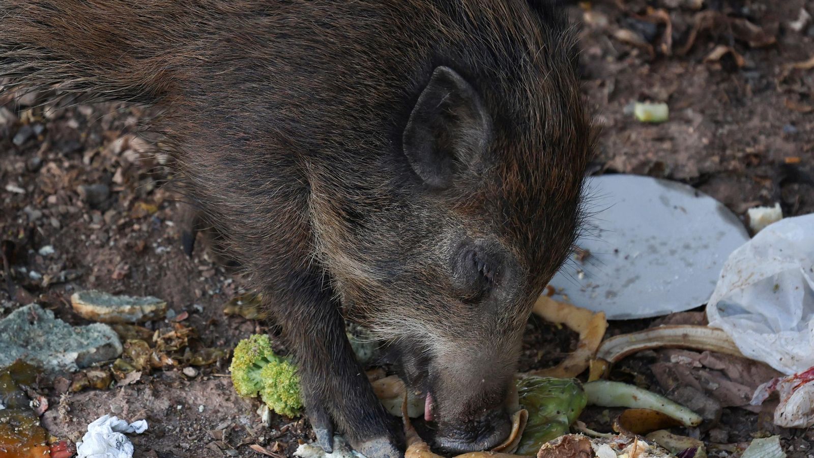 Detalle de un jabalí comiendo desperdicios este lunes.