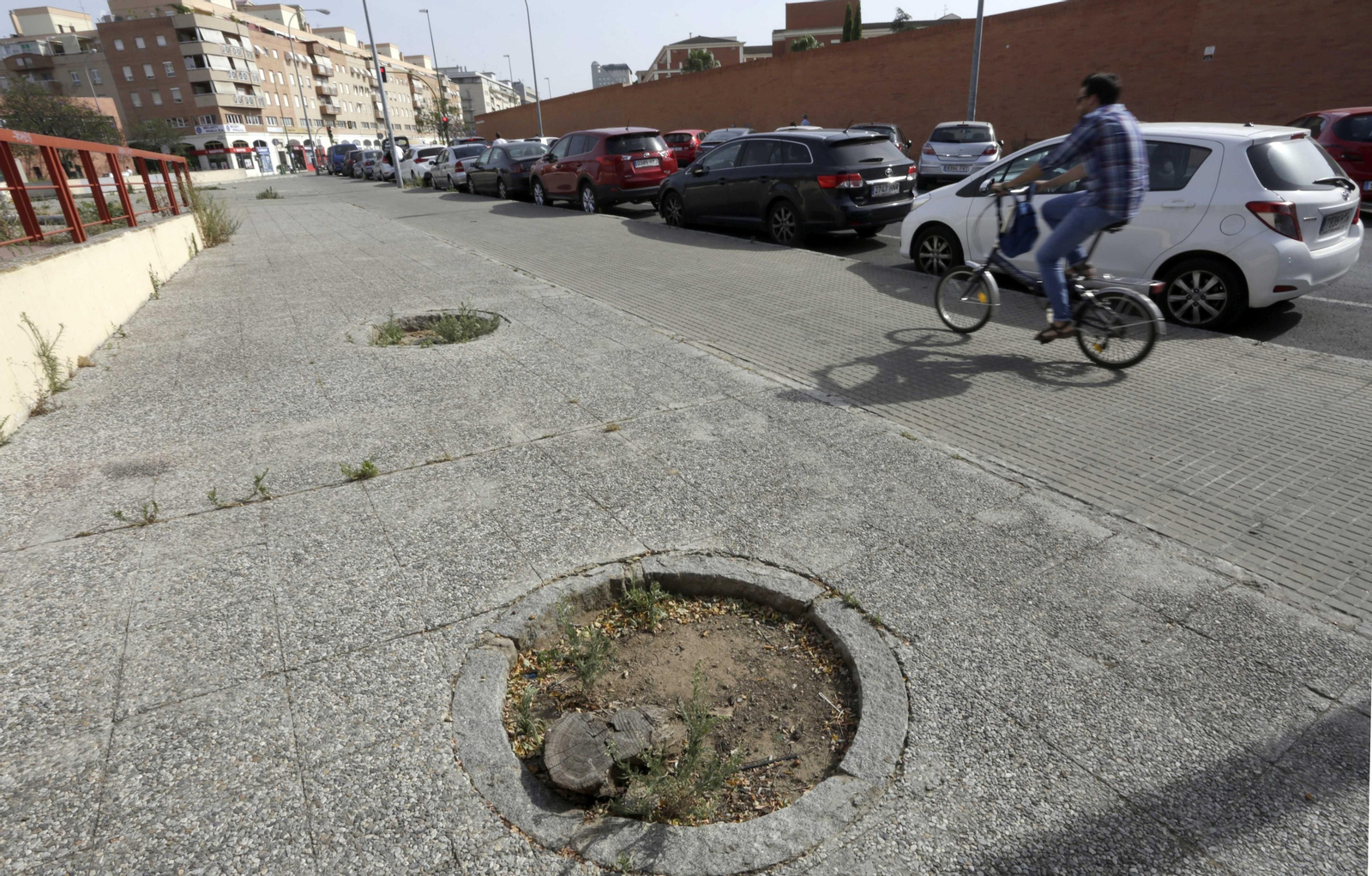Alcorques vacíos en una calle de Sevilla.