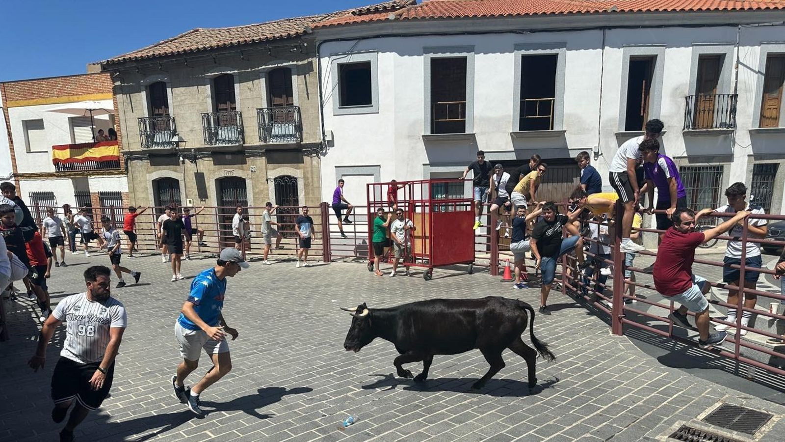 Suelta de vaquillas en Alcaracejos. Suelta de vaquillas en Alcaracejos.