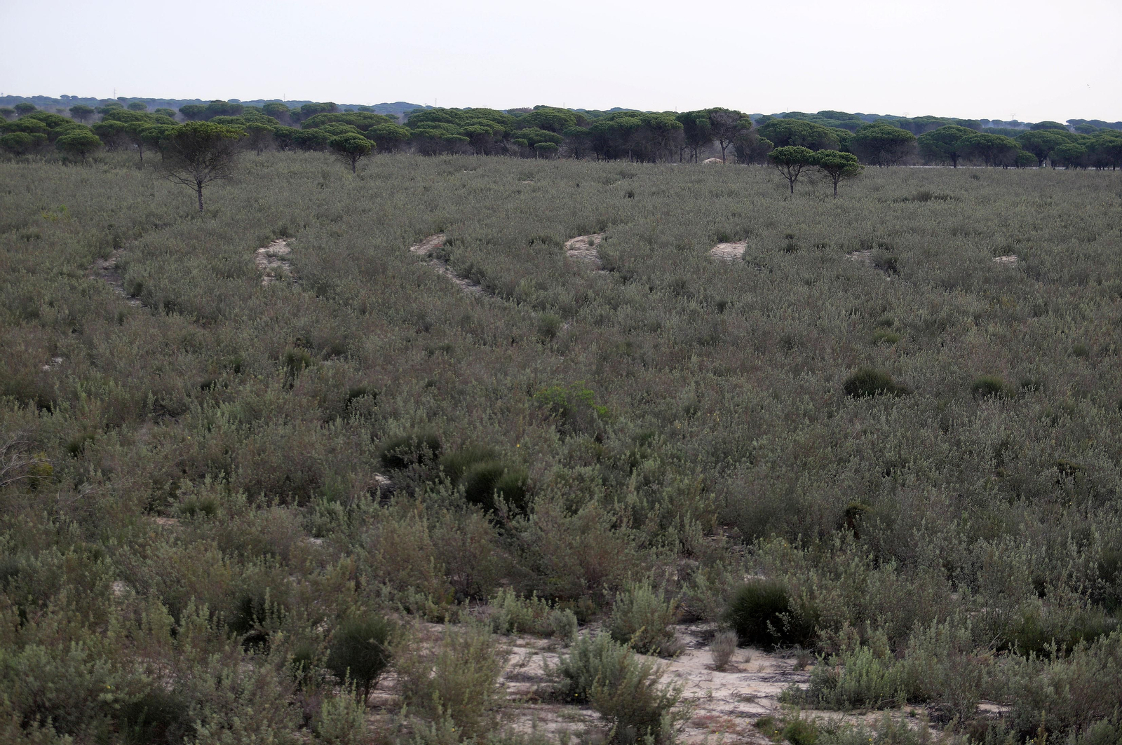 La red mundial de telescopios espaciales con sede en Huelva, en imágenes
