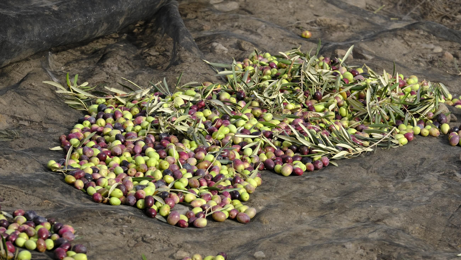 Época de recogida de aceitunas, en imágenes