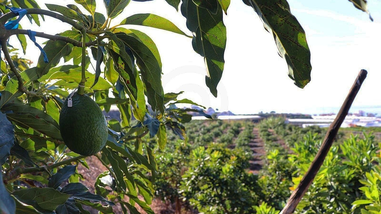Plantación de aguacates