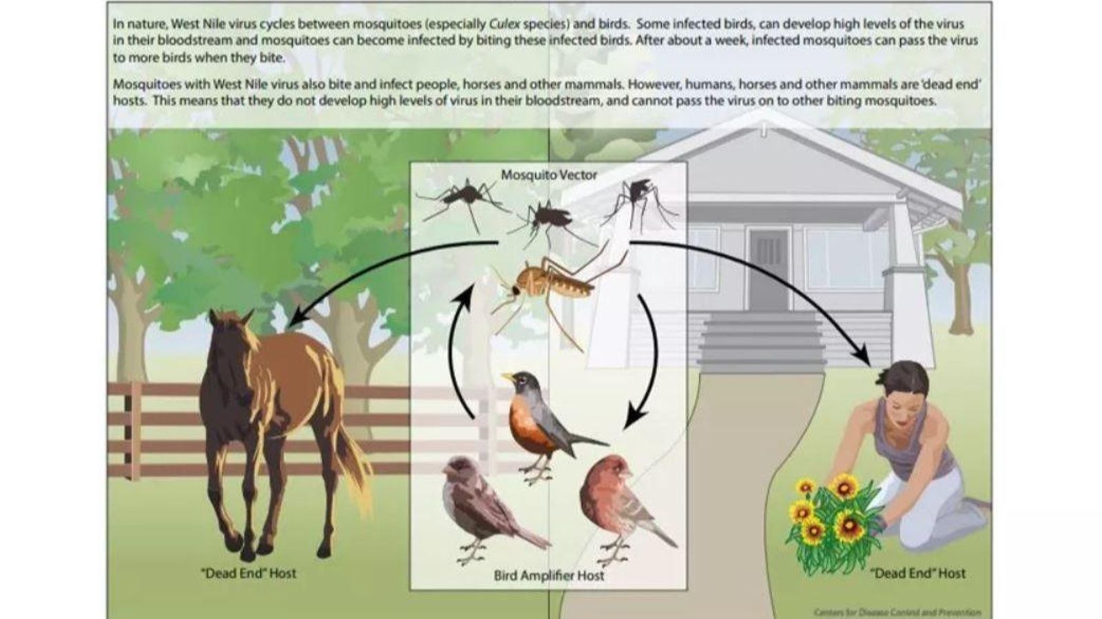 Infografía de los Centros para el Control y la Prevención de Enfermedades de EEUUU sobre el ciclo del virus del Nilo Occidental.