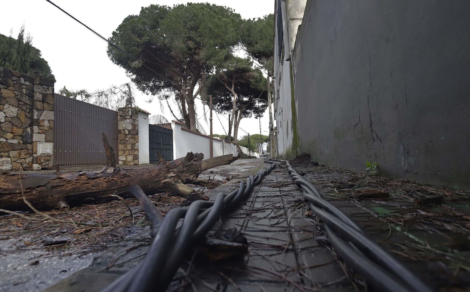 24 horas sin electricidad en la urbanización Los Pinos por árboles caídos tras la borrasca Kristin, en imágenes