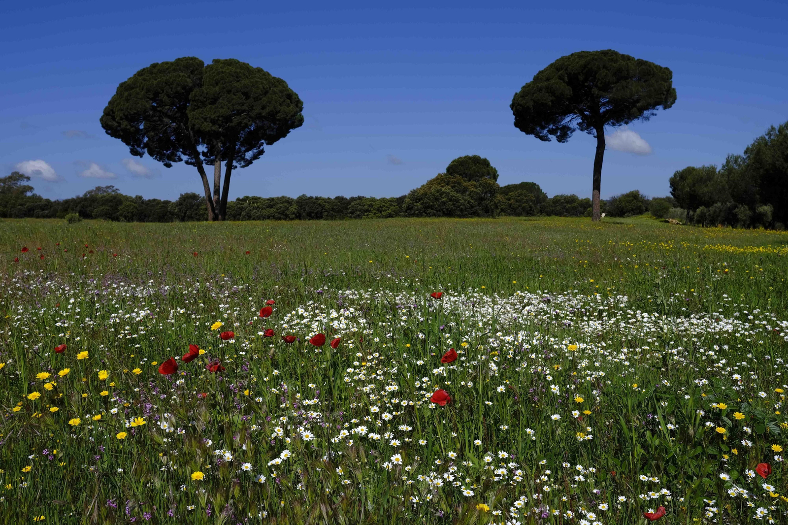 Brote de la la primavera, en fotos