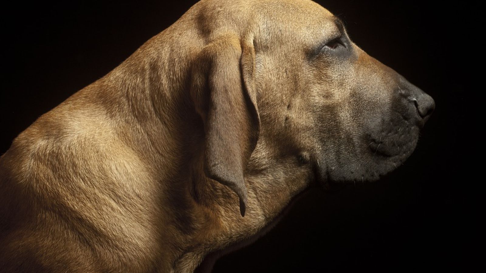 Fila Brasileiro