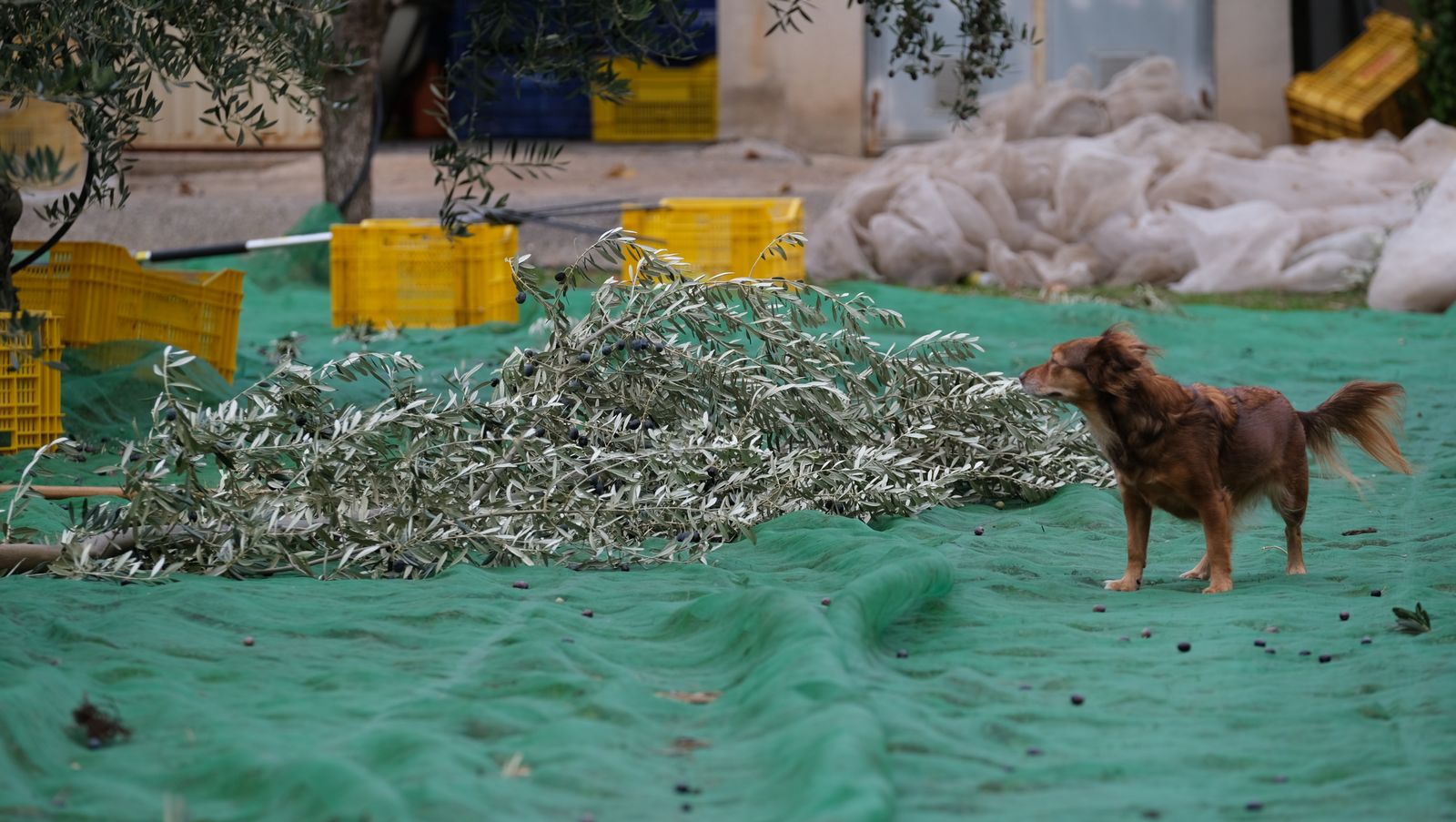 Fotogalería recolección aceituna en Abla. Almería