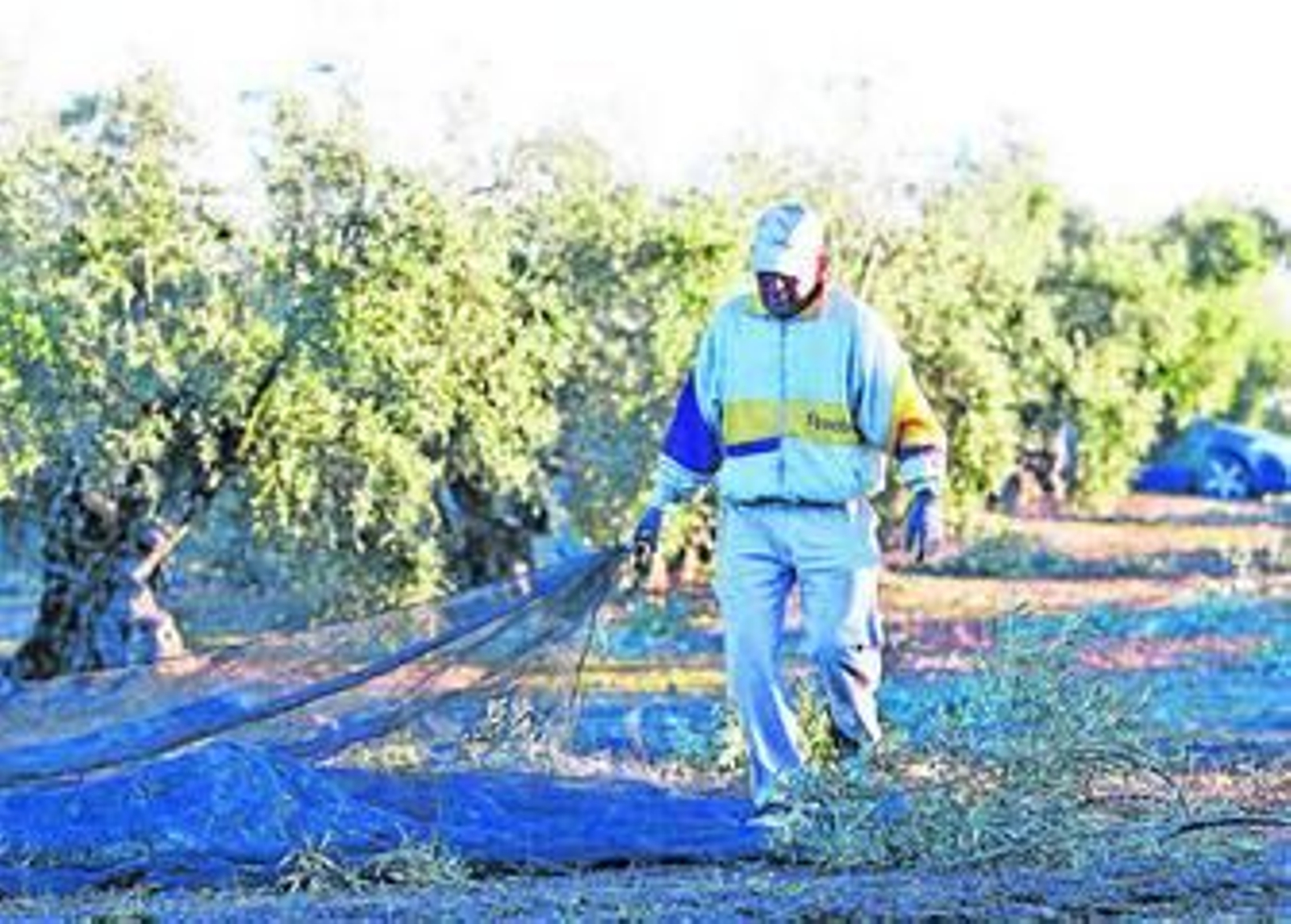 Un olivarero trabaja en una finca de Nueva Carteya. Un olivarero trabaja en una finca de Nueva Carteya.