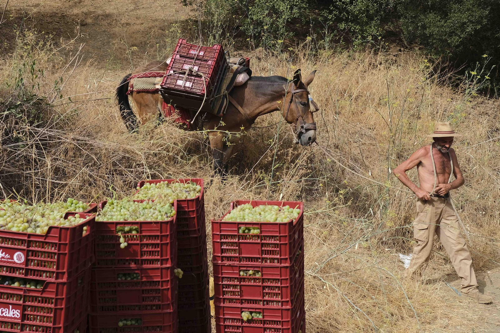 La vendimia de la Axarquía, en fotos