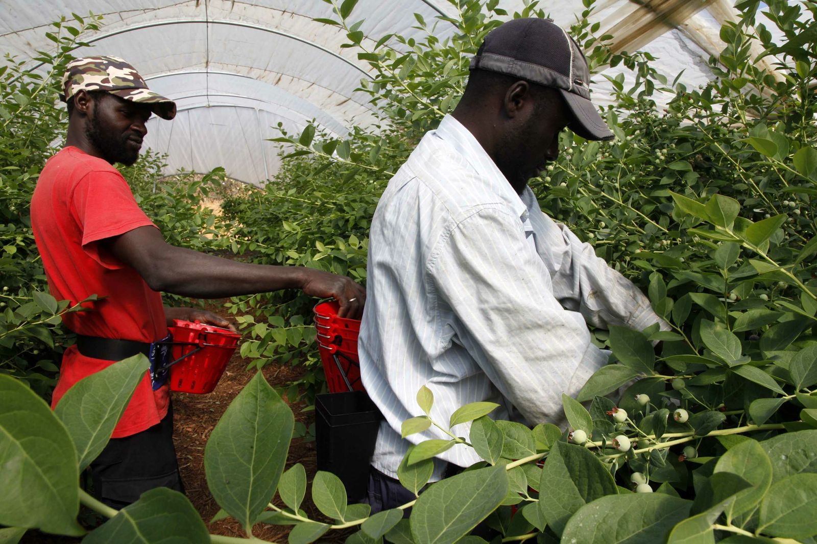 Dos temporeros con un nuevo sistema de recolección de arándanos.