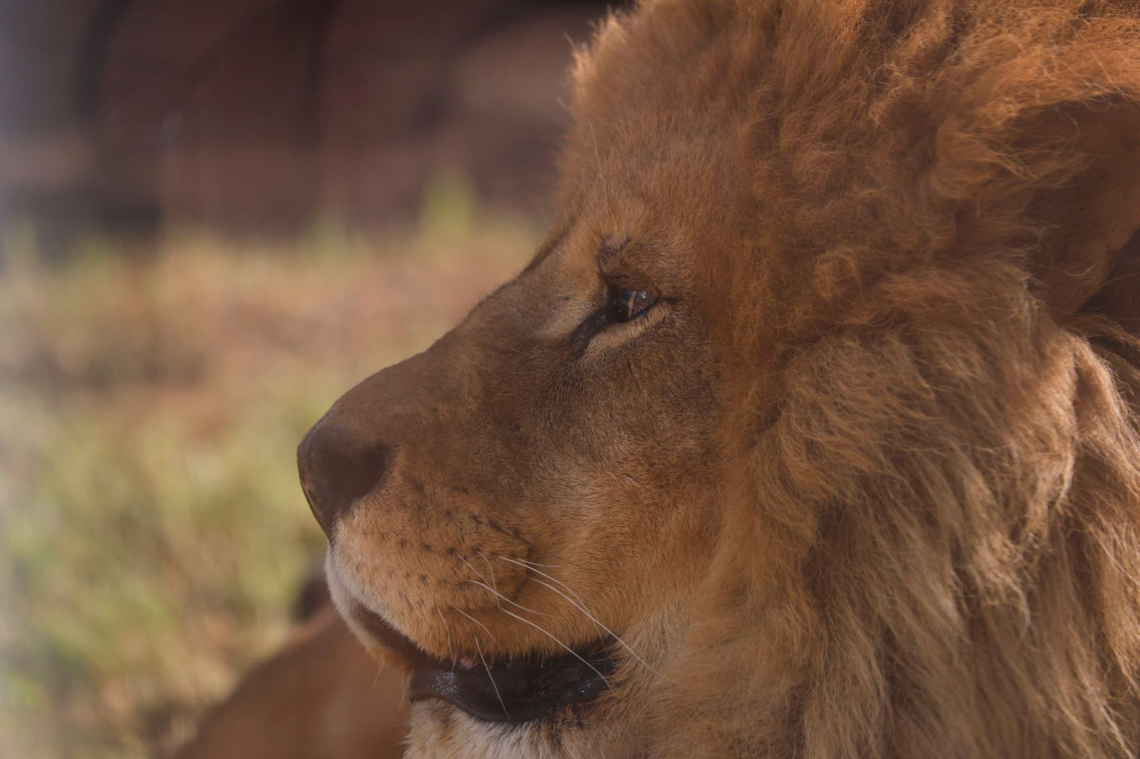 Las mejores imágenes de Zazu y Aissa, la nueva pareja de leones del Zoo de Córdoba