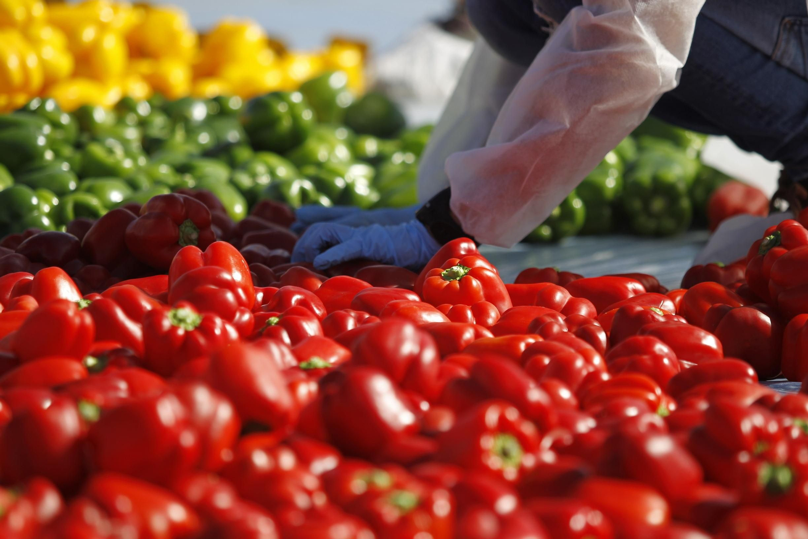 Fotogalería Récord Guinness Corazón Hortalizas Almería