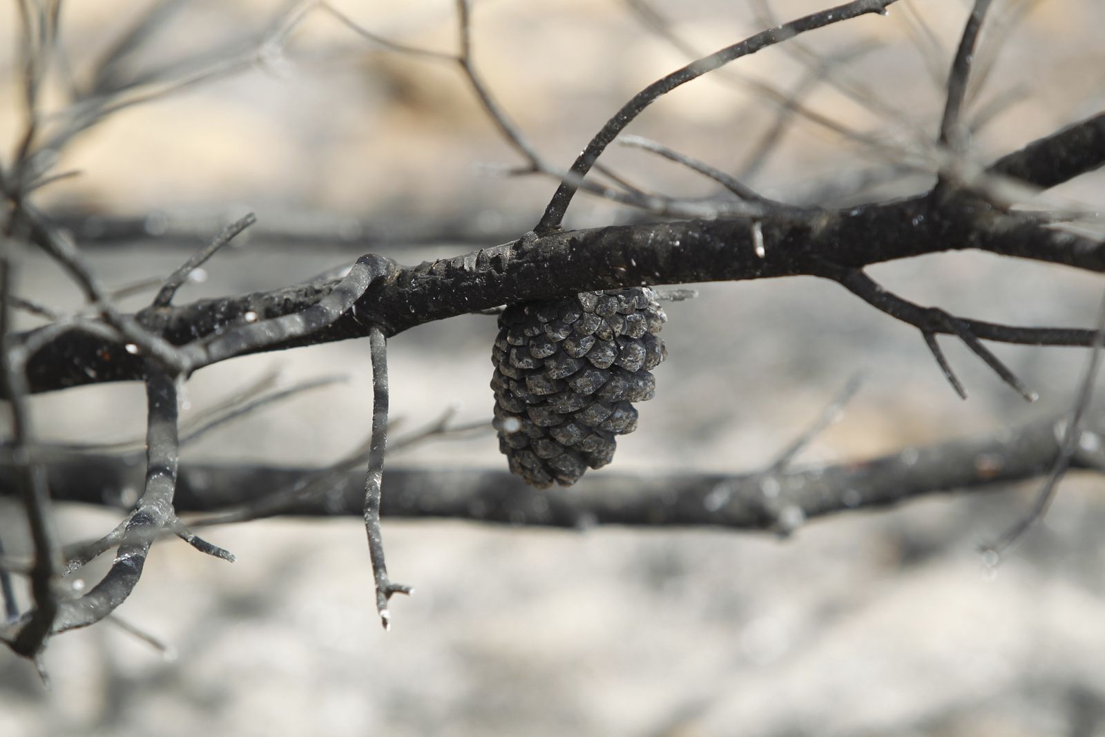 Fotogalería incendio extinguido Sierra de Gádor