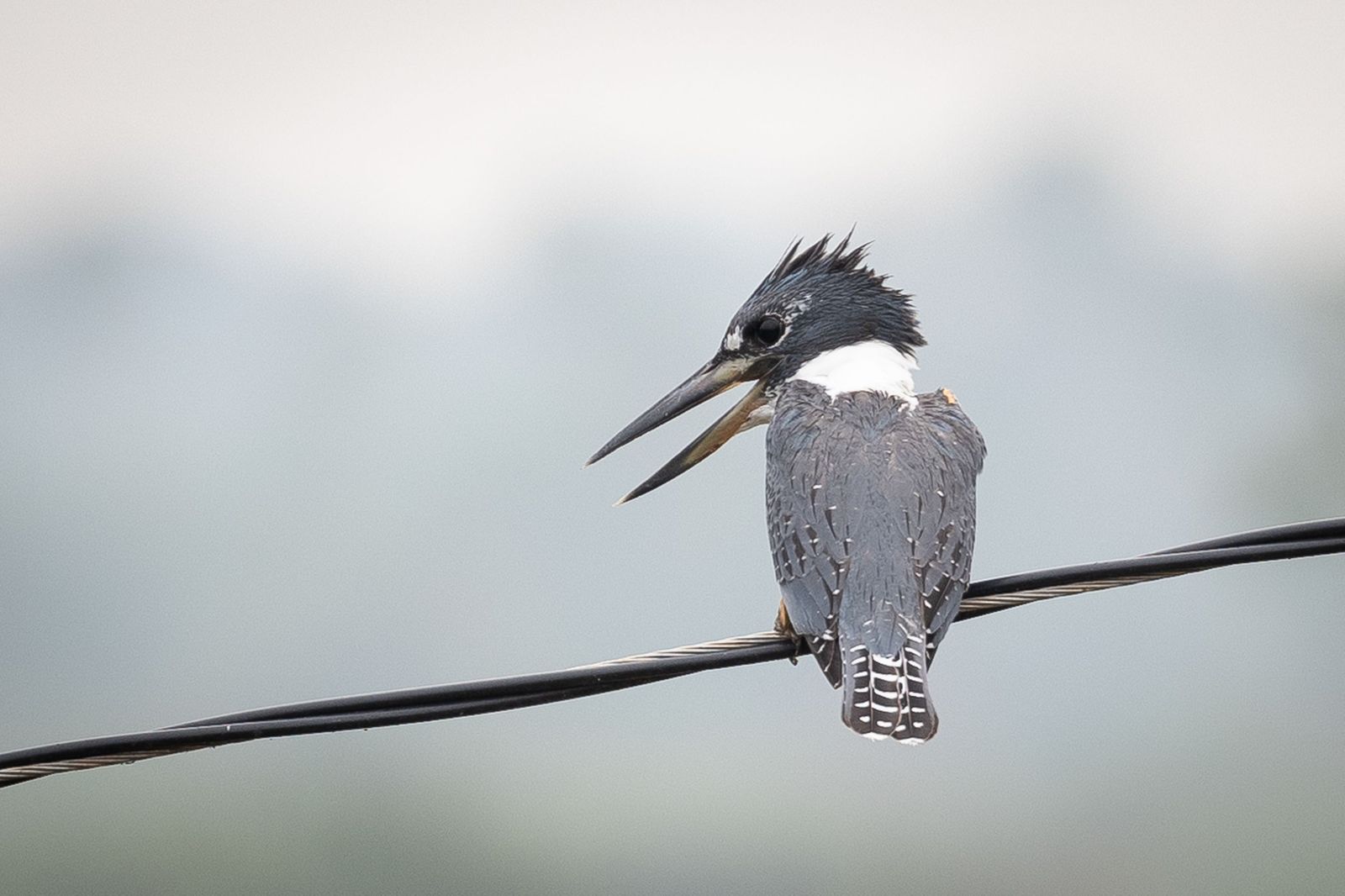 Las llamas convierten en una tumba al aire libre El Pantanal en Brasil