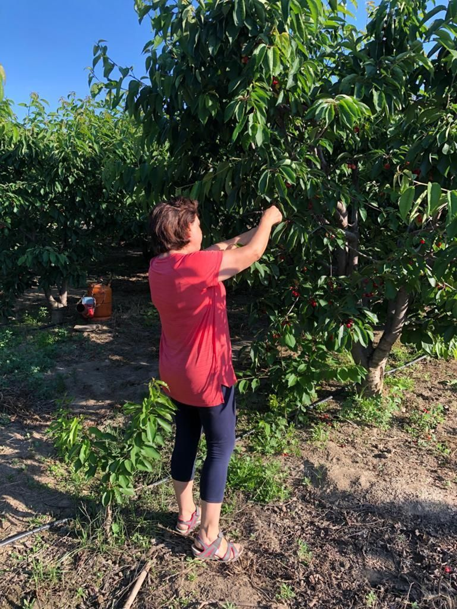 Cosecha de cereza 2020 en la finca de José Zoyo en Abrucena