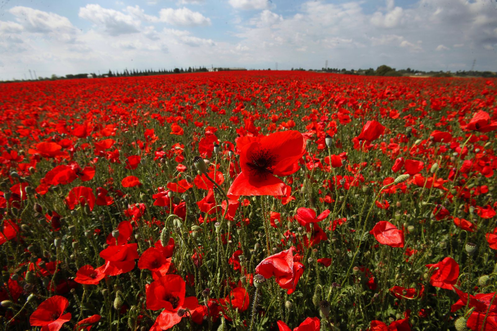 Campo de amapolas en Alcalá de Guadaira