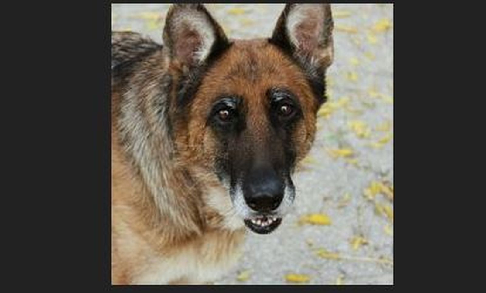 Esta perra es Paca. Tiene 9 años "pero el espíritu de una jovenzuela". La encontraron vagando por el campo, muerta de miedo y hambre y con una cuerda alrededor del cuello. Desde la protectora remarcan que es "súper buena" y "busca una familia de las de verdad, de las que te tratan como un miembro más".