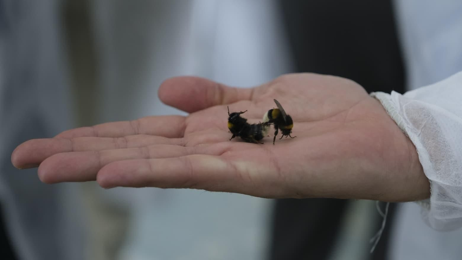 La industria auxiliar, pilar básico de la agricultura almeriense