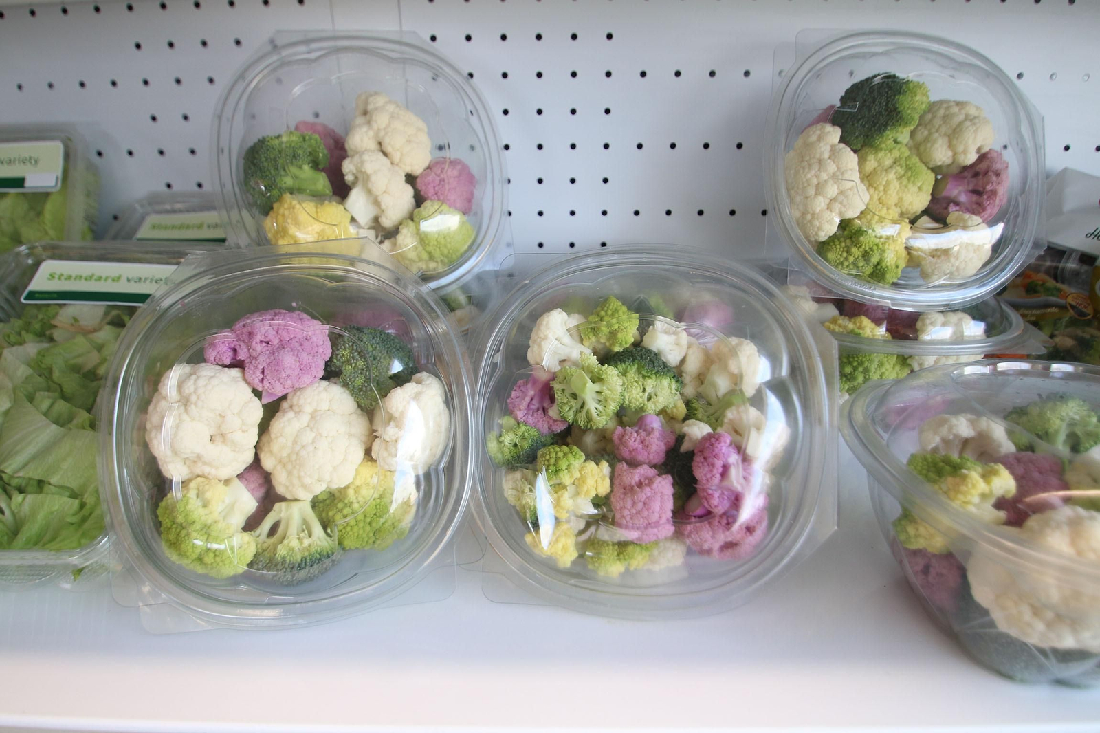 Fotogalería de las jornadas de puertas abiertas de Rijk Zwaan en Cartagena