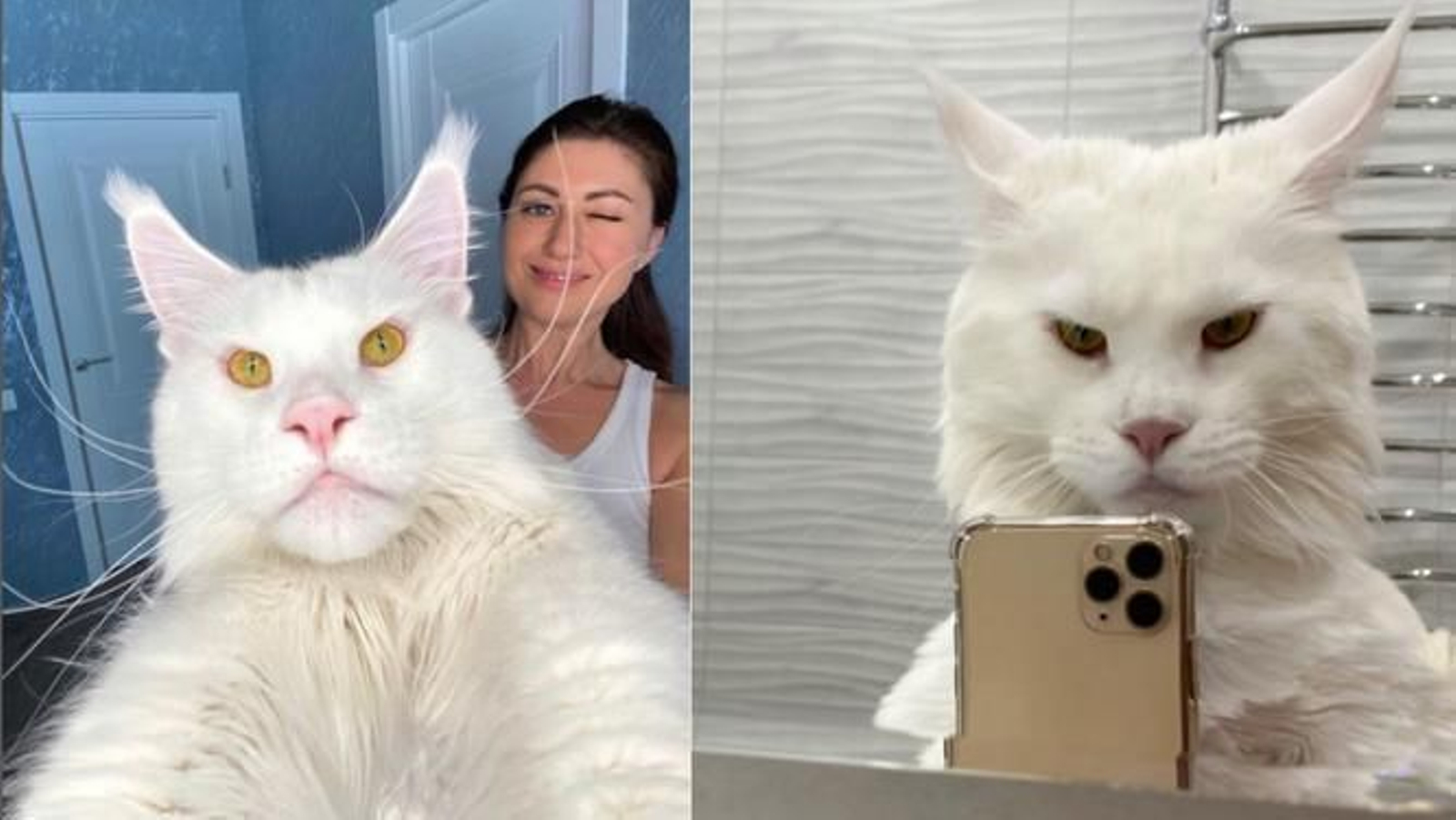 Este es el aspecto actual del famoso y enorme Maine Coon considerado el más grande del mundo