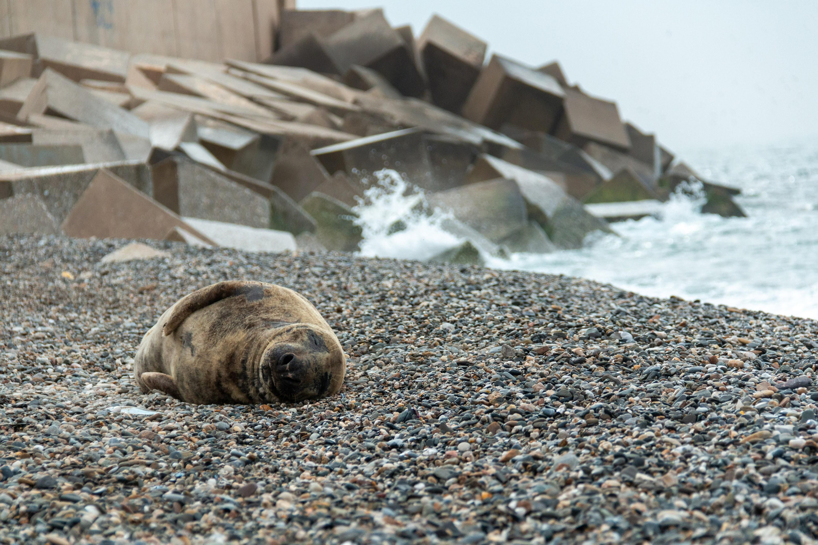 Una foca "viajera" sorprende a los vecinos de la costa de Granada