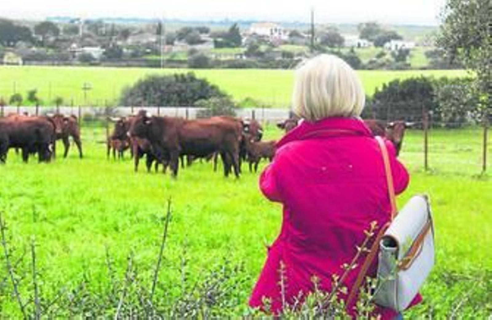 Una de las asistentes fotografía al ganado retinto durante la experiencia desarrollada en la finca 'El Jardinillo'.