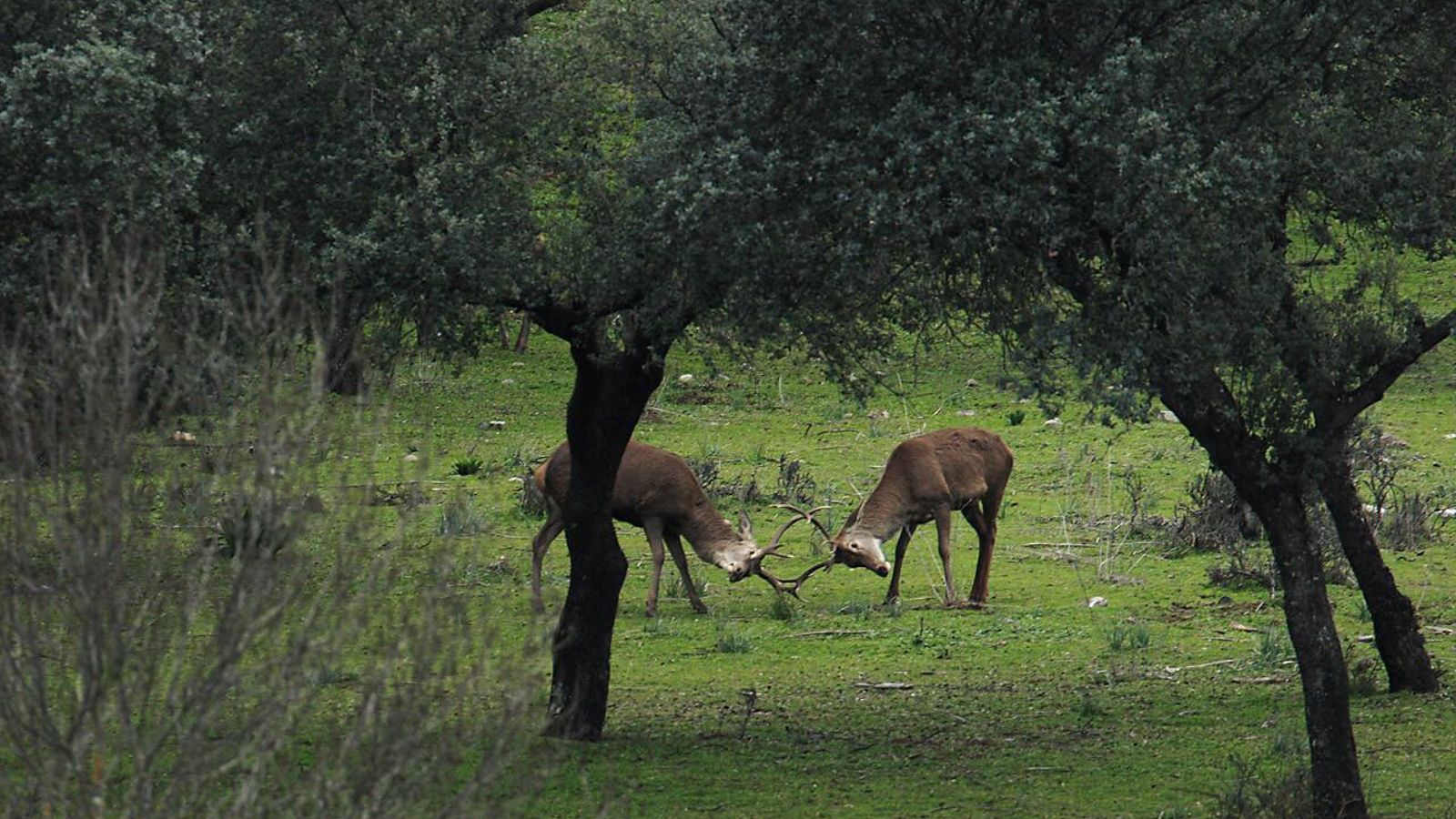 Impresionante estampa de la berrea del ciervo en Jaén.